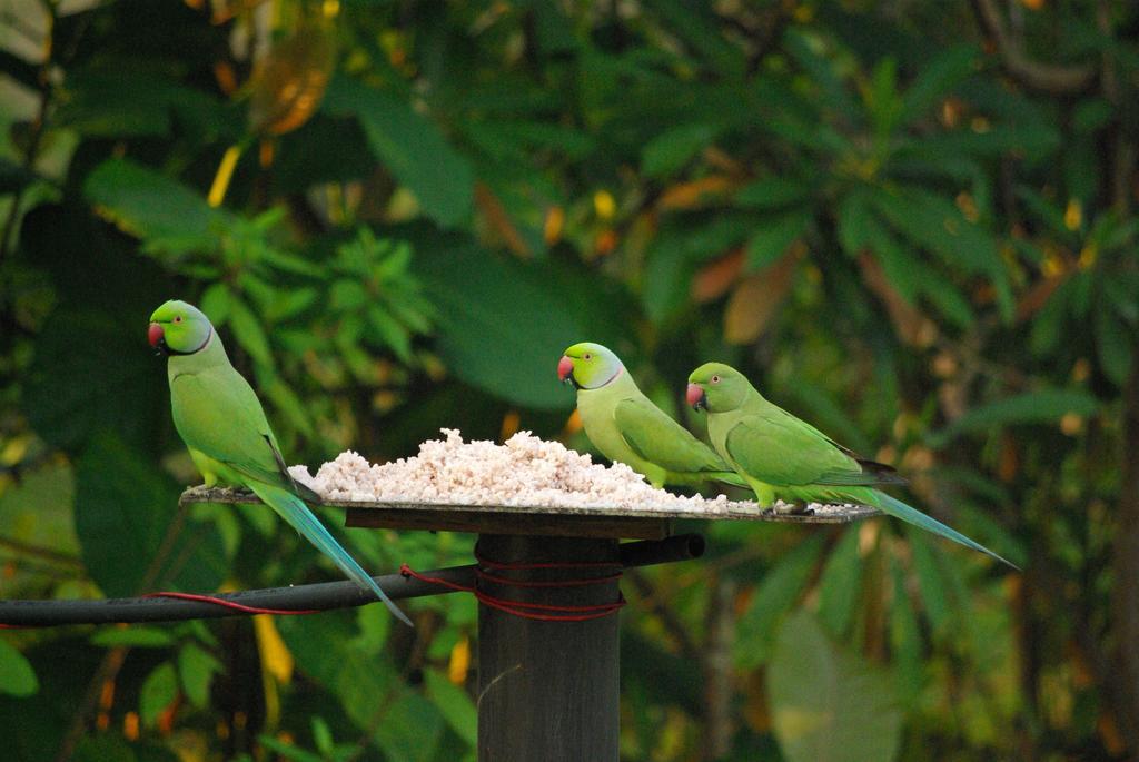 Zum Deutschen Bed and Breakfast Bentota Buitenkant foto